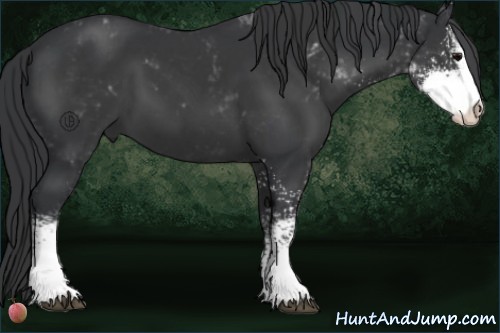 Horse Color:Black Sabino 