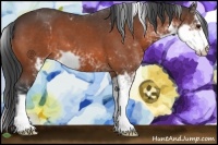 Horse Color:Brown Sabino 