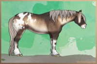 Horse Color:Silver Brown Onyx Appaloosa Rabicano
