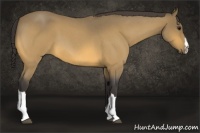 Horse Color:Buckskin Roan 