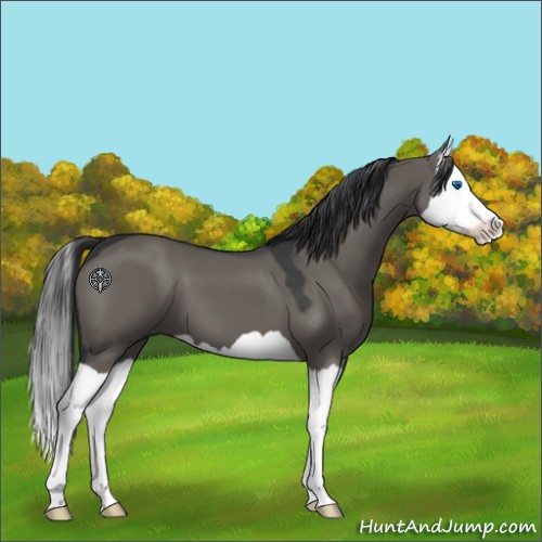 Horse Color:Grullo Splash 