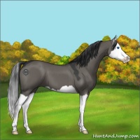 Horse Color:Grullo Splash 