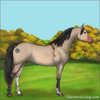 Horse Color:Brown Dun 