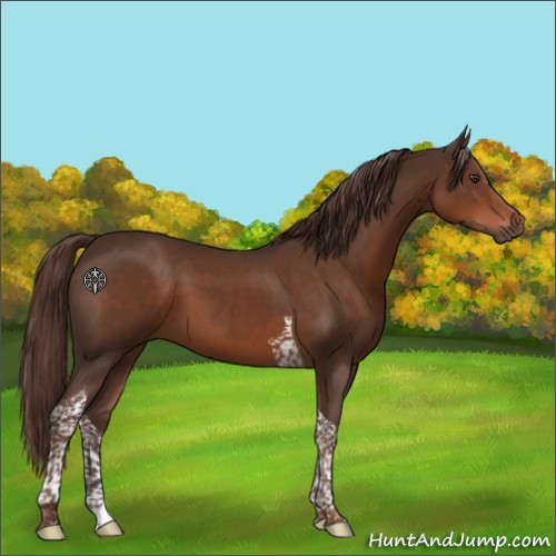 Horse Color:Liver Chestnut Tobiano 