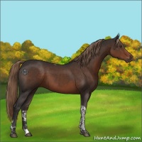 Horse Color:Liver Chestnut Tobiano 