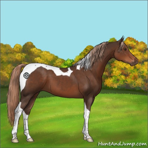 Horse Color:Liver Chestnut Tobiano 