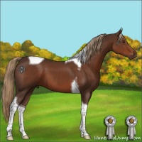 Horse Color:Liver Chestnut Tobiano 