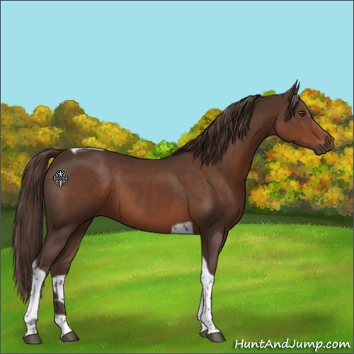 Horse Color:Liver Chestnut Tobiano 
