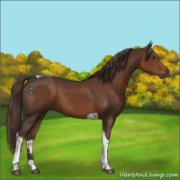 Horse Color:Liver Chestnut Tobiano