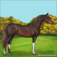 Horse Color:Liver Chestnut Tobiano Rabicano