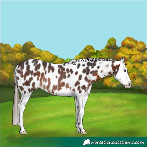 Horse Color:Brown Splash Appaloosa Rabicano