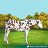Horse Color:Brown Splash Near Leopard Rabicano 