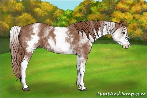 Horse Color:White Spotted Chestnut Sabino Rabicano 