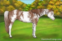 Horse Color:White Spotted Chestnut Sabino Rabicano 