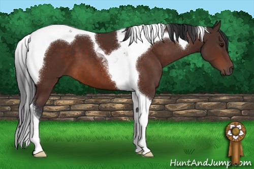 Horse Color:Bay Sabino Tobiano 