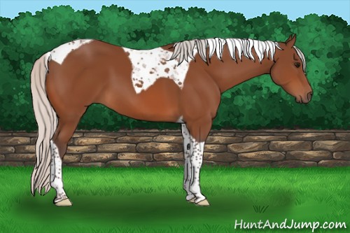 Horse Color:Silver Bay Tobiano 