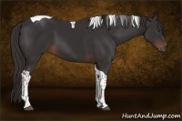 Horse Color:Liver Chestnut Tobiano 