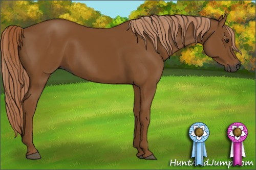 Horse Color:Gray Chestnut 