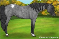 Horse Color:Blue Roan Varnish