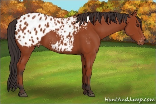 Horse Color:Bay Appaloosa 