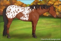 Horse Color:Bay Appaloosa 