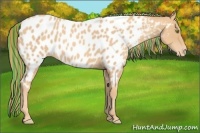 Horse Color:Painted Gold Champagne Appaloosa 