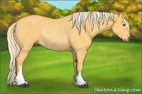 Horse Color:Palomino Rabicano 
