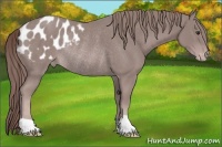 Horse Color:Platinum Chestnut Appaloosa Rabicano 