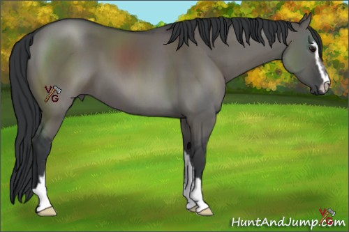 Horse Color:Grullo Sabino 