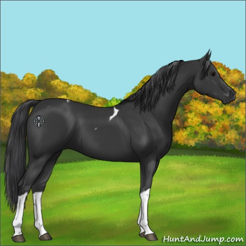 Horse Color:Black Tobiano 