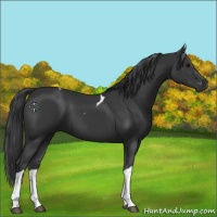 Horse Color:Black Tobiano 