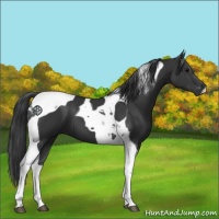 Horse Color:Black Tobiano 