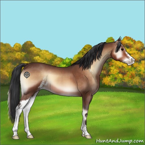 Horse Color:Brown Roan Onyx Sabino