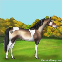 Horse Color:Brown Roan Onyx Tobiano 