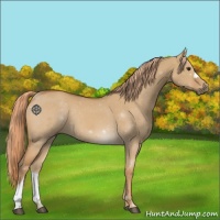 Horse Color:Red Dun