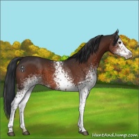 Horse Color:White Spotted Brown 