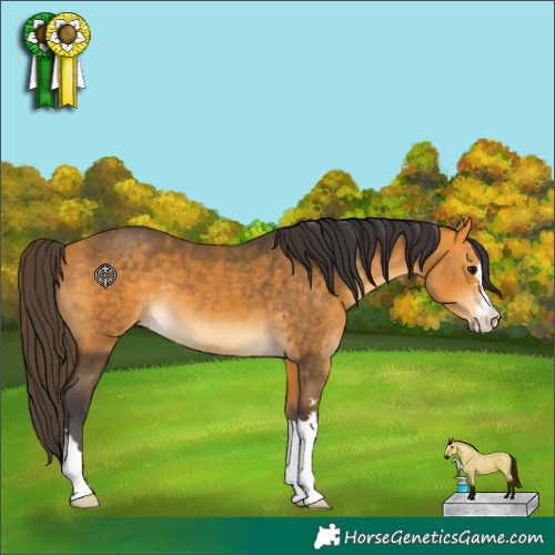 Horse Color:Buckskin 