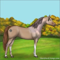 Horse Color:Red Dun Tobiano 