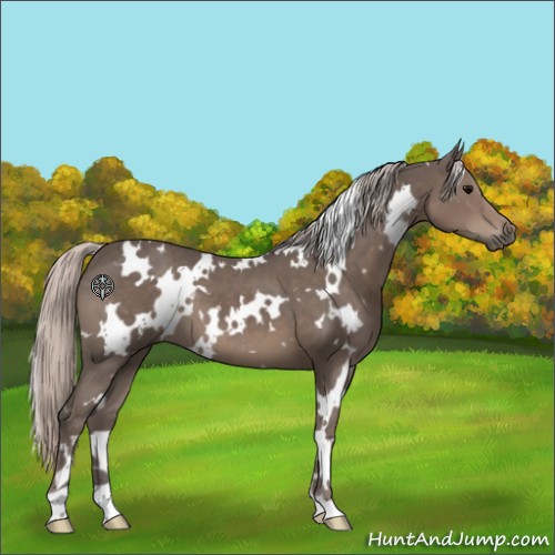 Horse Color:White Spotted Silver Black 