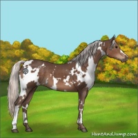 Horse Color:White Spotted Silver Black 