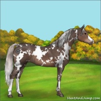 Horse Color:White Spotted Silver Black 