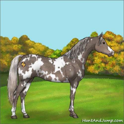 Horse Color:White Spotted Silver Black 