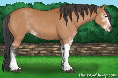 Horse Color:Bay Sabino