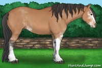 Horse Color:Bay Sabino 
