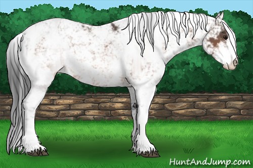 Horse Color:Bay Sabino 