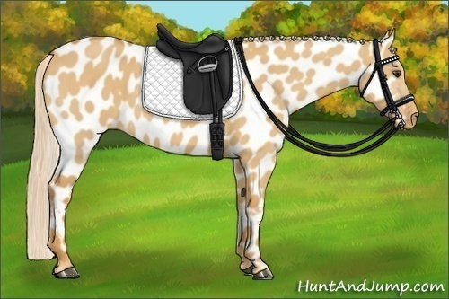 Horse Color:Palomino Dun Near Leopard 