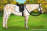Horse Color:Palomino Dun Appaloosa