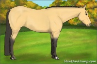 Horse Color:Buckskin Roan 