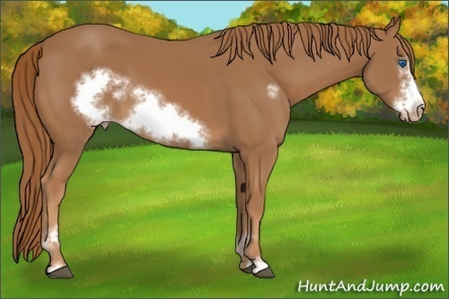 Horse Color:Chestnut Mushroom Sabino Frame Varnish 