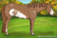 Horse Color:Chestnut Mushroom Sabino Frame Varnish 